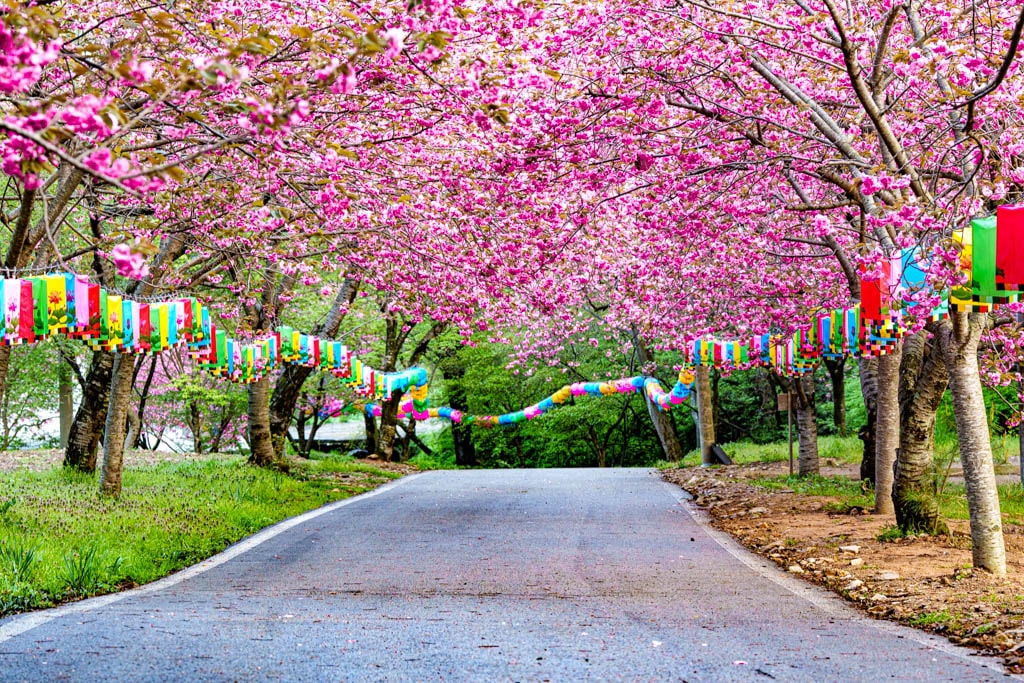 서산 문수사 겹볒꽃 풍경, DSC08490-, Photo by Happist