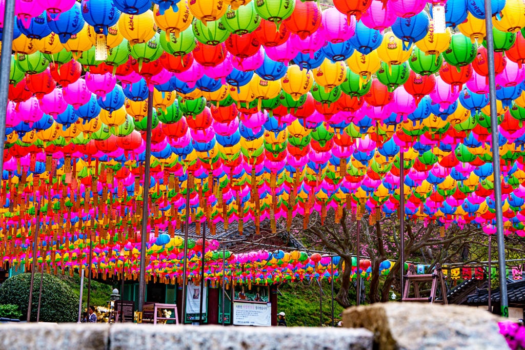 겹벚꽃명소, 서산 문수사 겹벚꽃 출사기 11