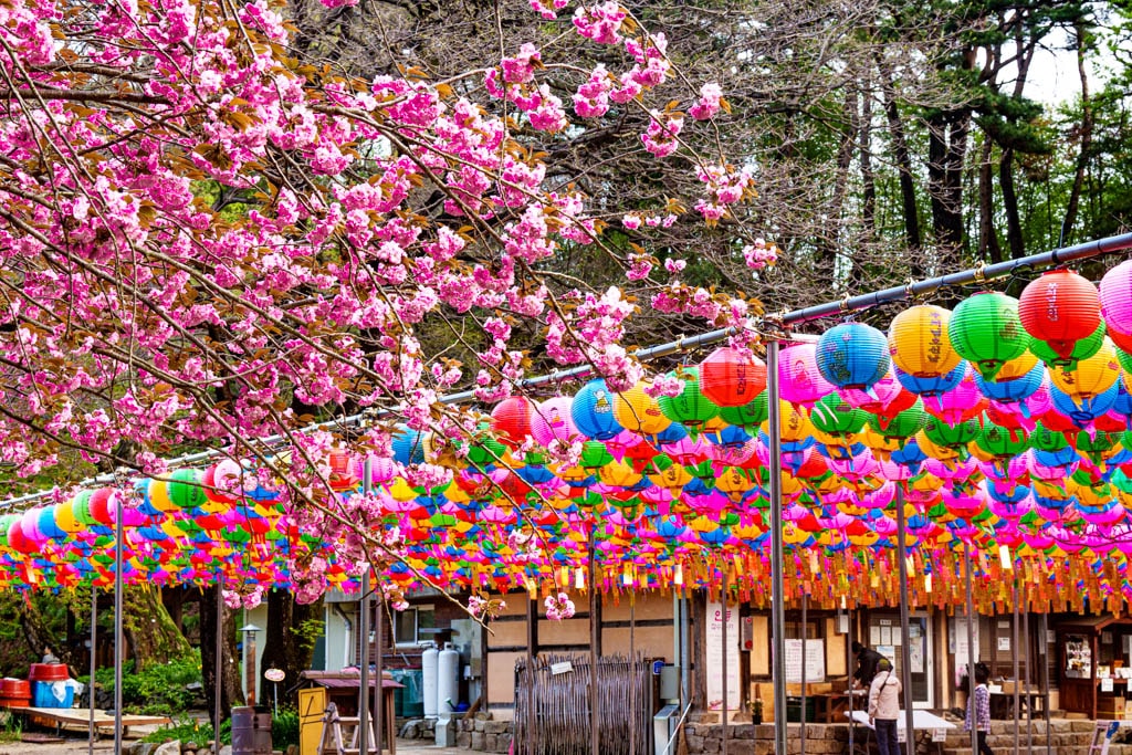 겹벚꽃명소, 서산 문수사 겹벚꽃 출사기 10