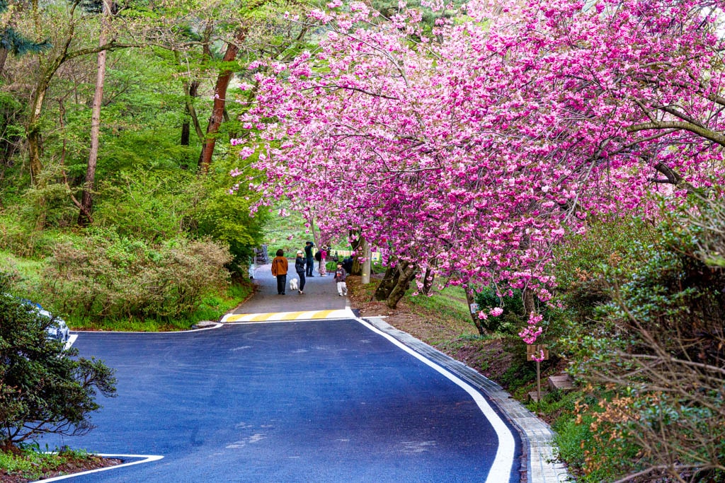 겹벚꽃명소, 서산 문수사 겹벚꽃 출사기 6