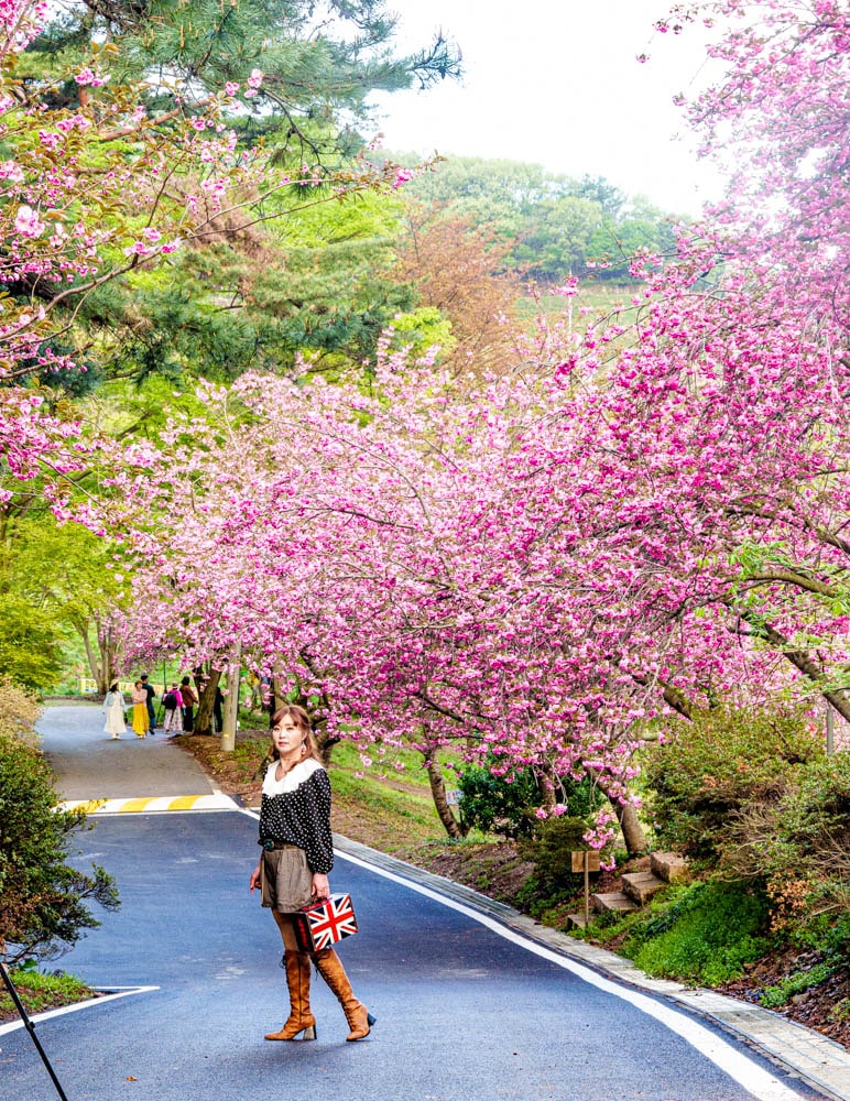 겹벚꽃명소, 서산 문수사 겹벚꽃 출사기 7