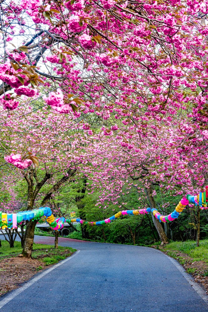 겹벚꽃명소, 서산 문수사 겹벚꽃 출사기 3