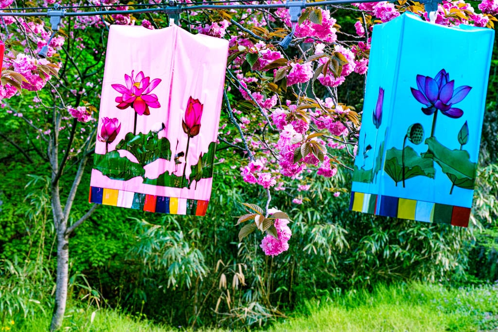 겹벚꽃명소, 서산 문수사 겹벚꽃 출사기 4