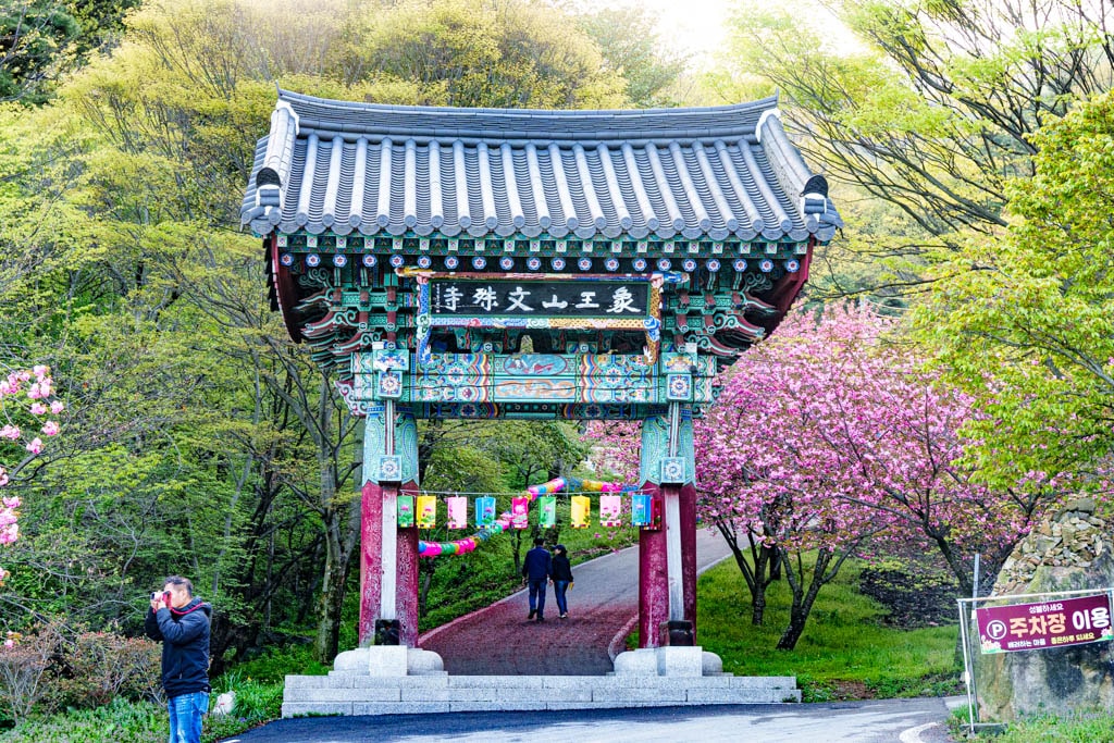 겹벚꽃명소, 서산 문수사 겹벚꽃 출사기 1