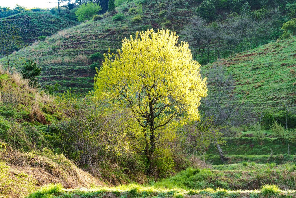 겹벚꽃명소, 서산 문수사 겹벚꽃 출사기 2
