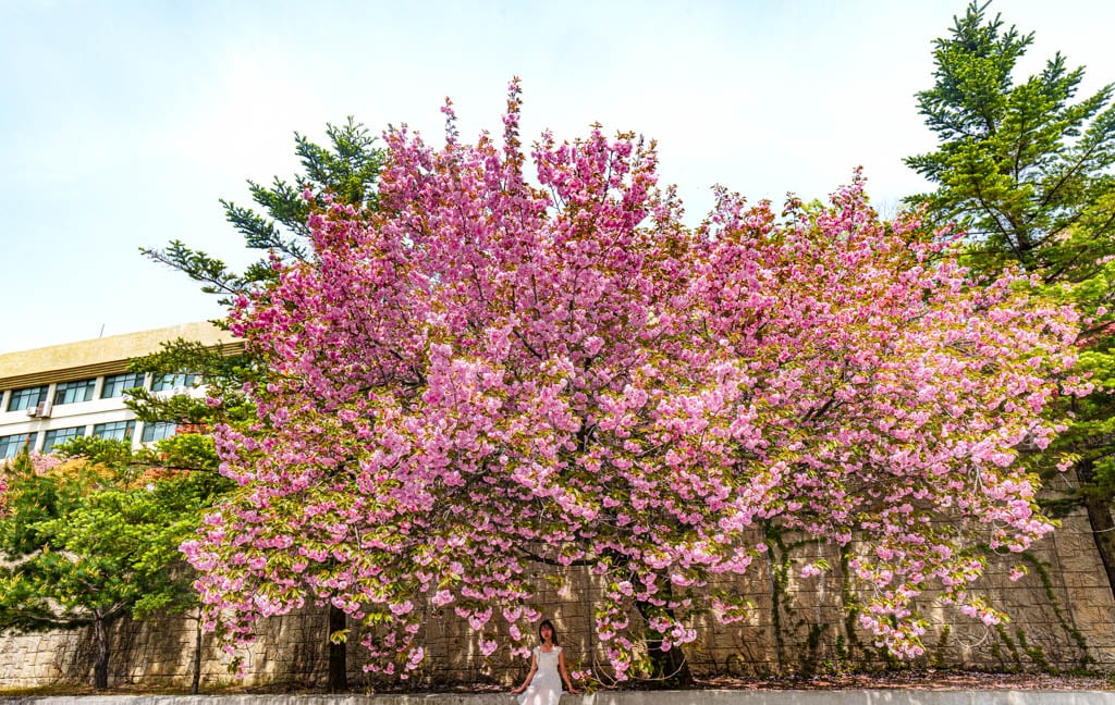 겹벚꽃 명소, 경희대 국제캠퍼스 겹벚꽃 풍경 18