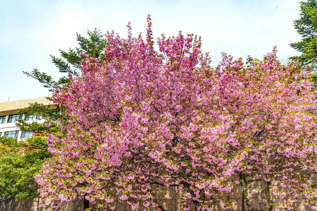 겹벚꽃 명소, 경희대 국제캠퍼스 겹벚꽃 풍경 20