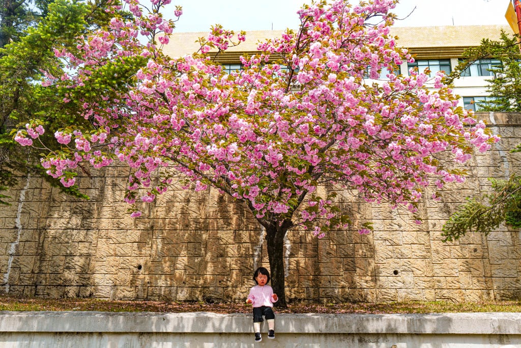 겹벚꽃 명소, 경희대 국제캠퍼스 겹벚꽃 풍경 17