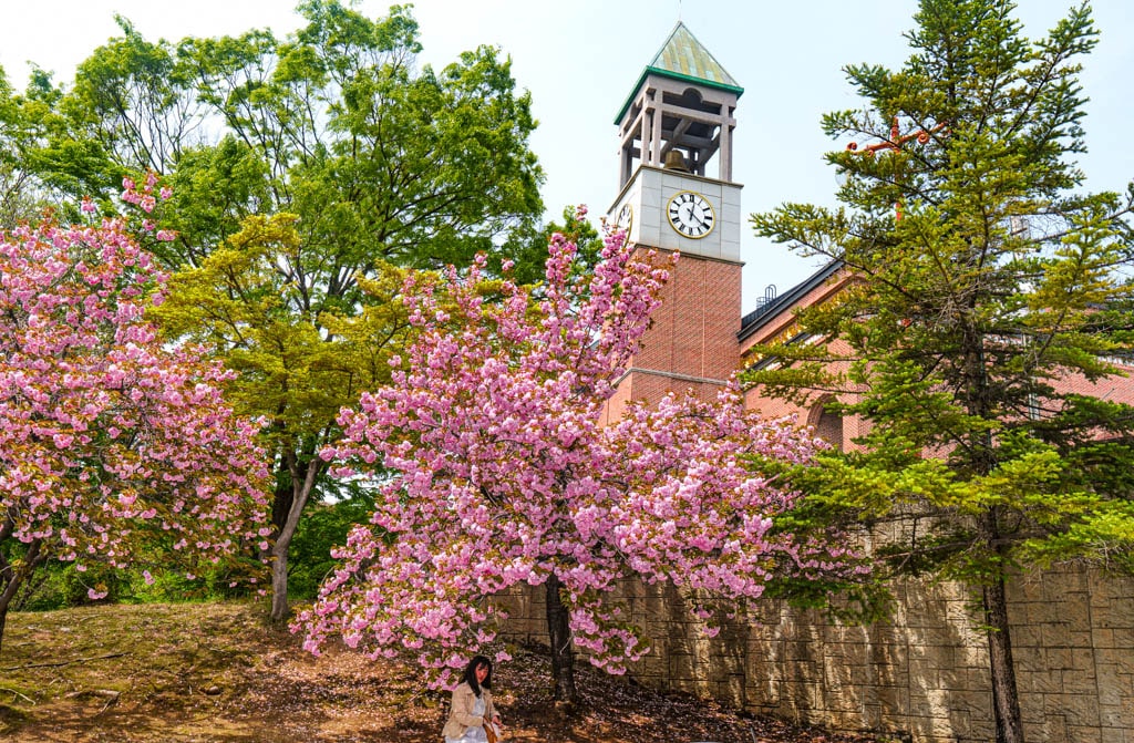 겹벚꽃 명소, 경희대 국제캠퍼스 겹벚꽃 풍경 15