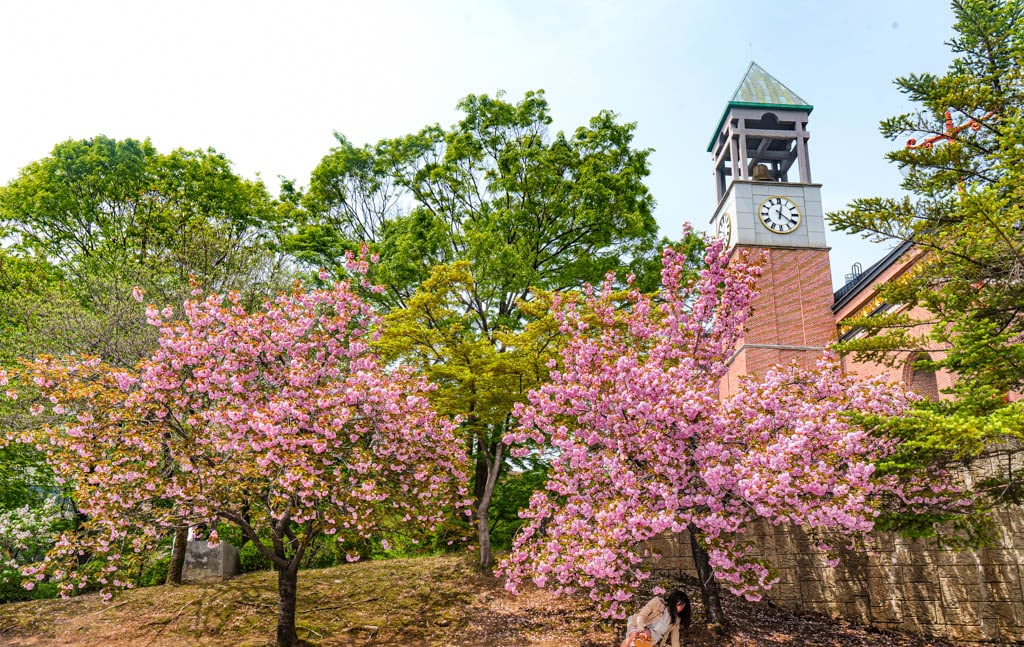 겹벚꽃 명소, 경희대 국제캠퍼스 겹벚꽃 풍경 14
