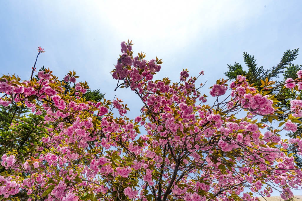 겹벚꽃 명소, 경희대 국제캠퍼스 겹벚꽃 풍경 21