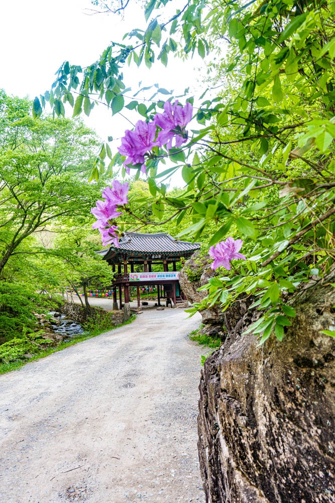 겹벚꽃 명소, 순천 선암사 겹벚꽃을 보다 7