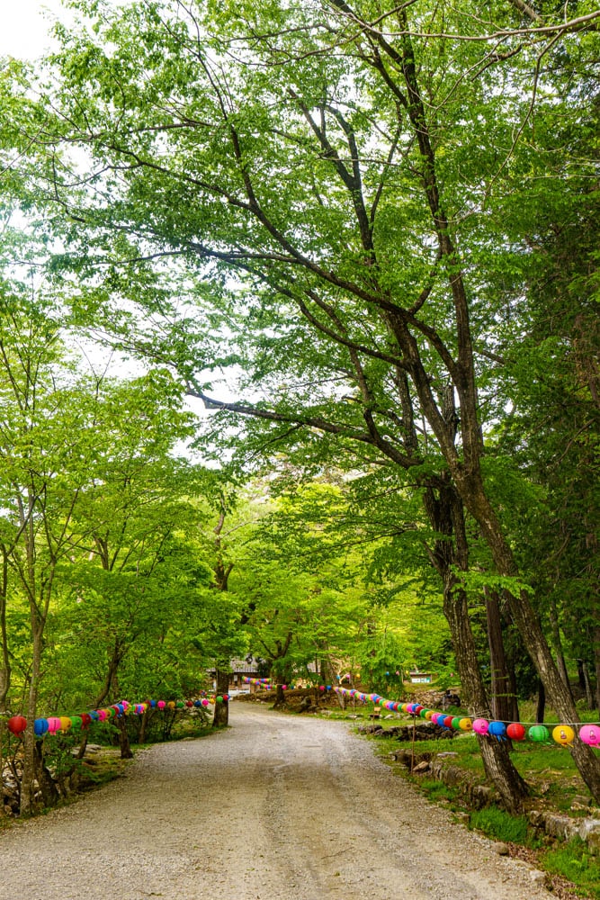 겹벚꽃 명소, 순천 선암사 겹벚꽃을 보다 12