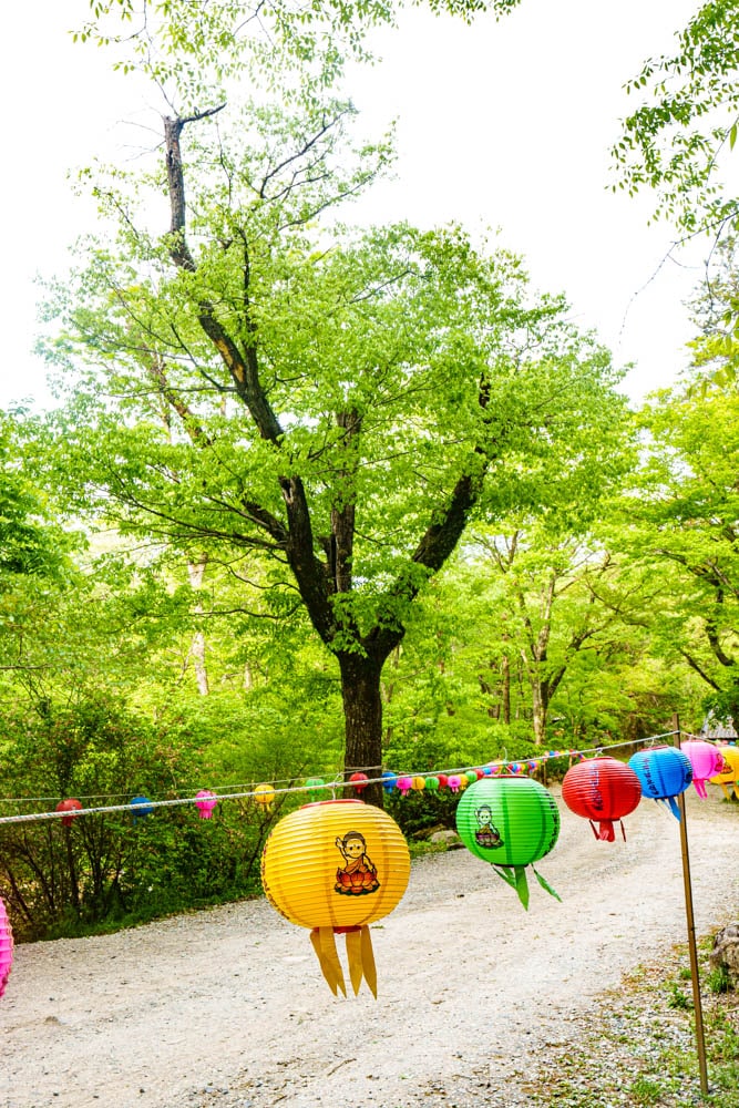 겹벚꽃 명소, 순천 선암사 겹벚꽃을 보다 11