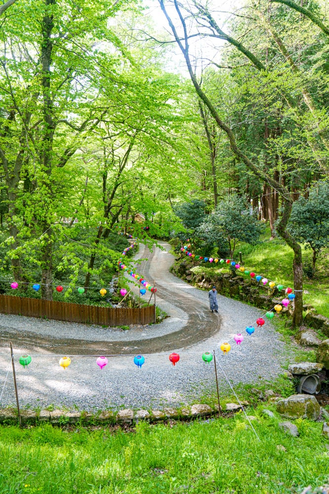 겹벚꽃 명소, 순천 선암사 겹벚꽃을 보다 14