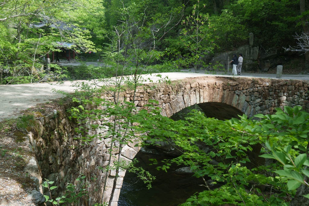 겹벚꽃 명소, 순천 선암사 겹벚꽃을 보다 10