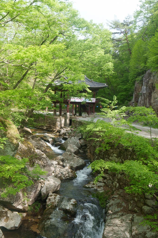 겹벚꽃 명소, 순천 선암사 겹벚꽃을 보다 8