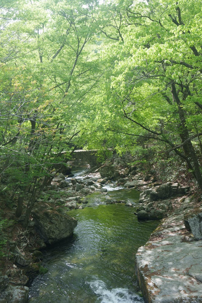 겹벚꽃 명소, 순천 선암사 겹벚꽃을 보다 6