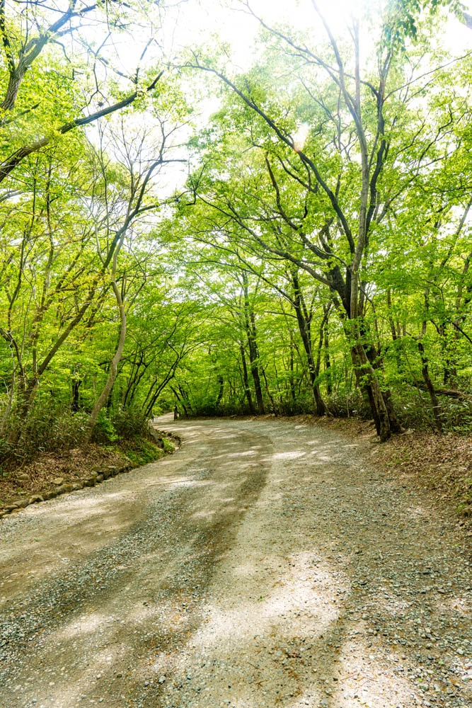 겹벚꽃 명소, 순천 선암사 겹벚꽃을 보다 3