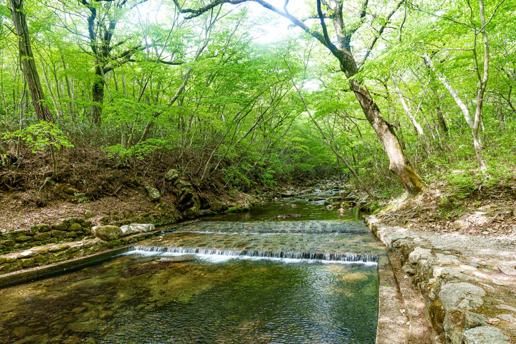 겹벚꽃 명소, 순천 선암사 겹벚꽃을 보다 5