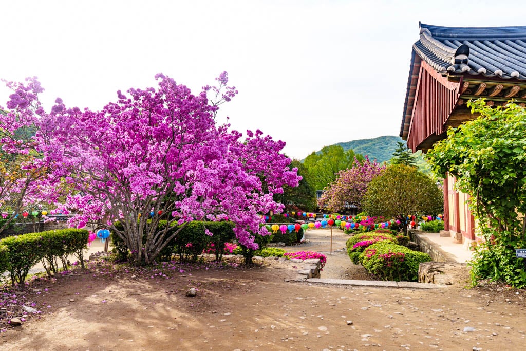 겹벚꽃 명소, 순천 선암사 겹벚꽃을 보다 34