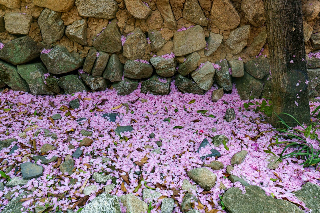 겹벚꽃 명소, 순천 선암사 겹벚꽃을 보다 21