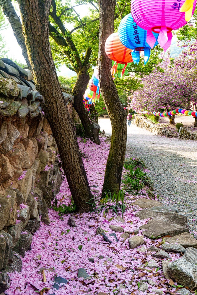 겹벚꽃 명소, 순천 선암사 겹벚꽃을 보다 22