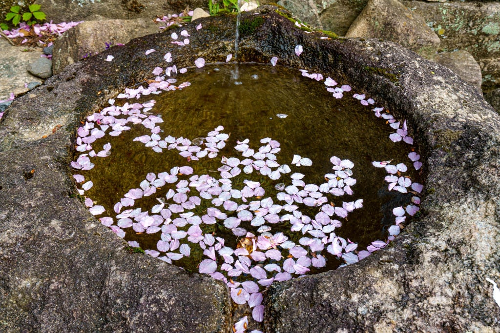 겹벚꽃 명소, 순천 선암사 겹벚꽃을 보다 20