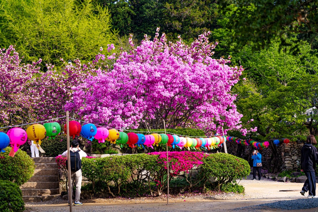 겹벚꽃 명소, 순천 선암사 겹벚꽃을 보다 38