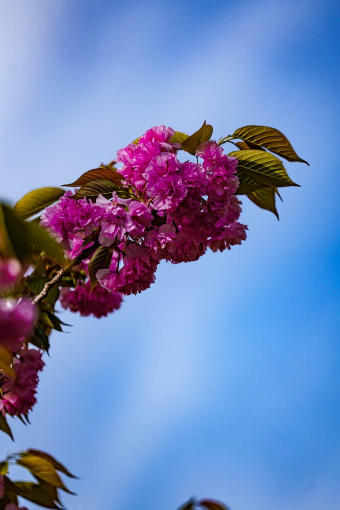 겹벚꽃 명소, 순천 선암사 겹벚꽃을 보다 30
