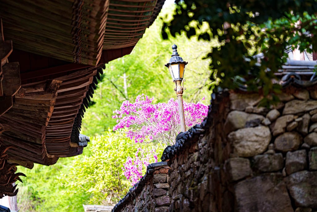 겹벚꽃 명소, 순천 선암사 겹벚꽃을 보다 42