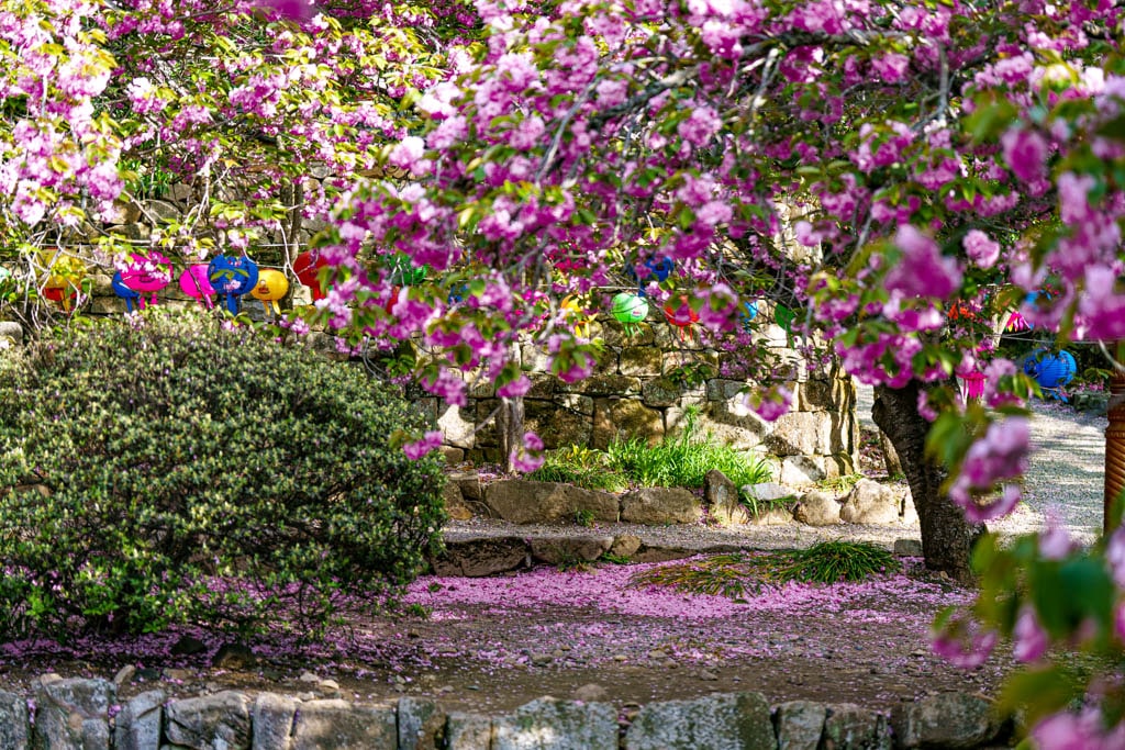 겹벚꽃 명소, 순천 선암사 겹벚꽃을 보다 28
