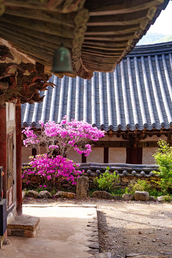 겹벚꽃 명소, 순천 선암사 겹벚꽃을 보다 33