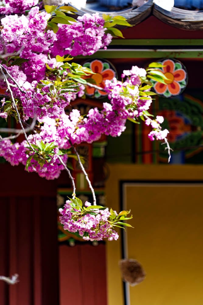 겹벚꽃 명소, 순천 선암사 겹벚꽃을 보다 32