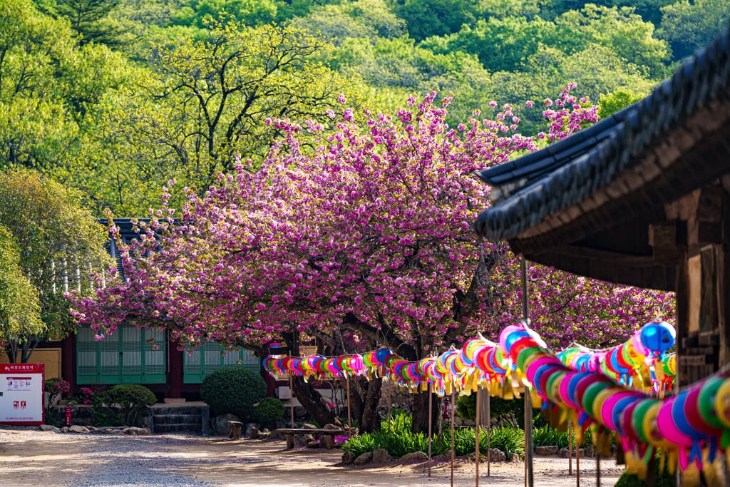 겹벚꽃 명소, 순천 선암사 겹벚꽃을 보다 27