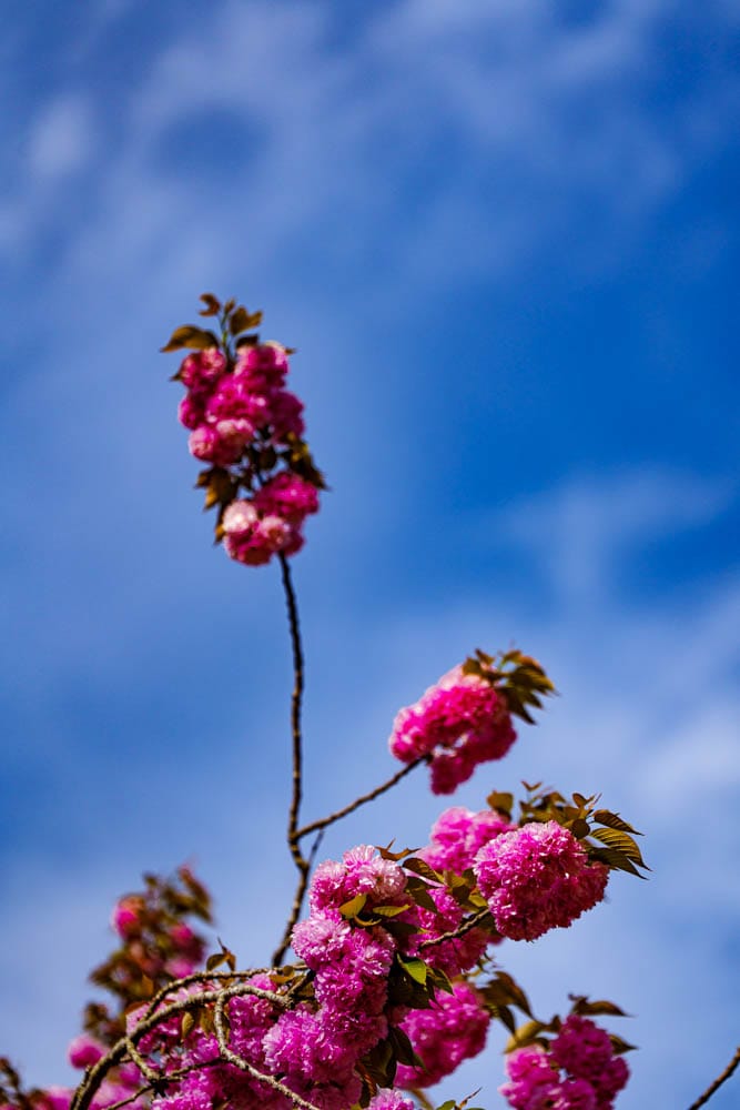 겹벚꽃 명소, 순천 선암사 겹벚꽃을 보다 29