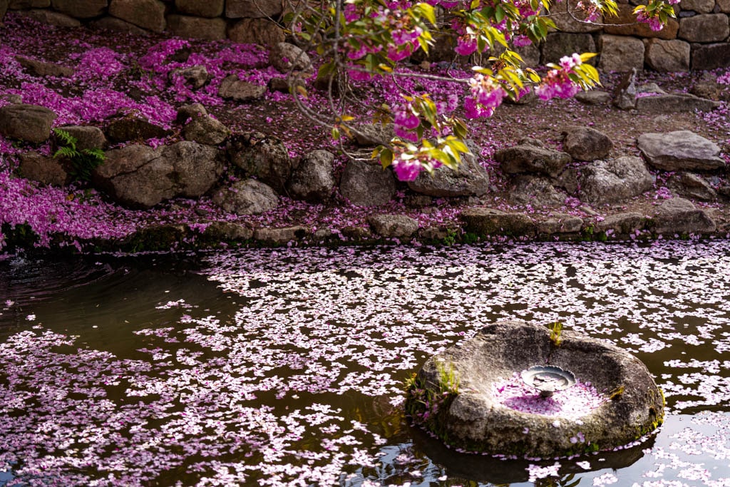 겹벚꽃 명소, 순천 선암사 겹벚꽃을 보다 18