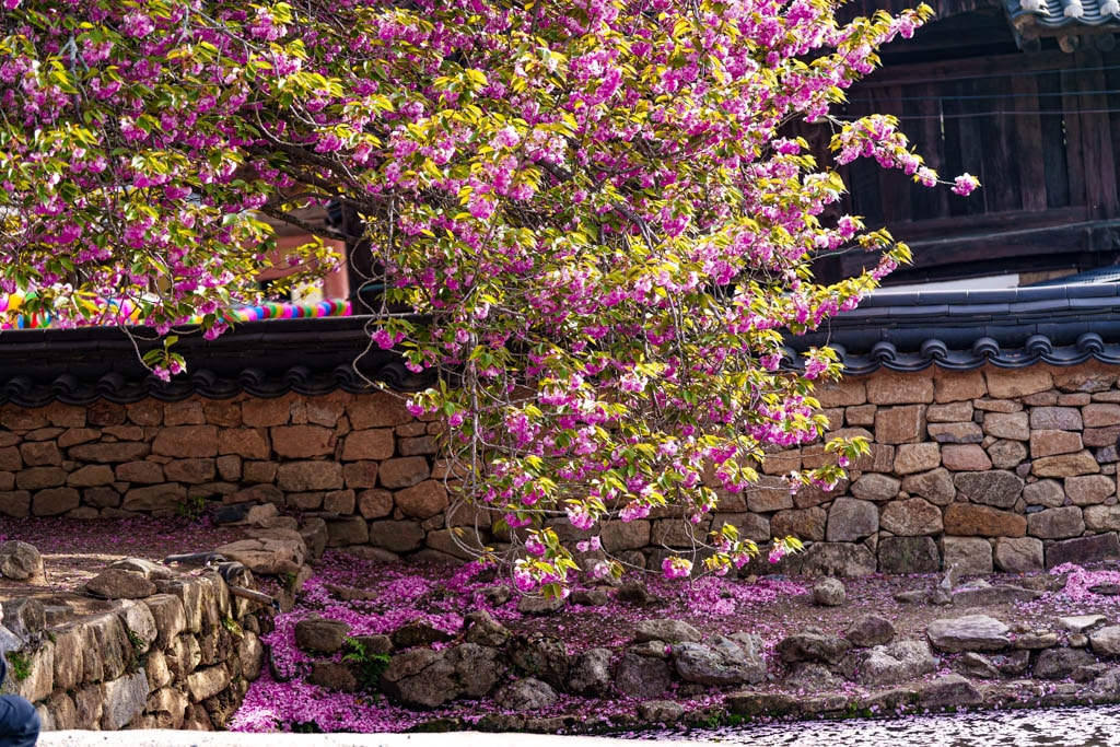 겹벚꽃 명소, 순천 선암사 겹벚꽃을 보다 17