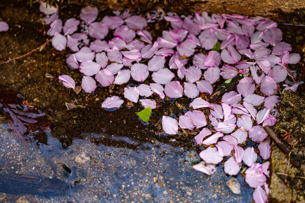 겹벚꽃 명소, 순천 선암사 겹벚꽃을 보다 19