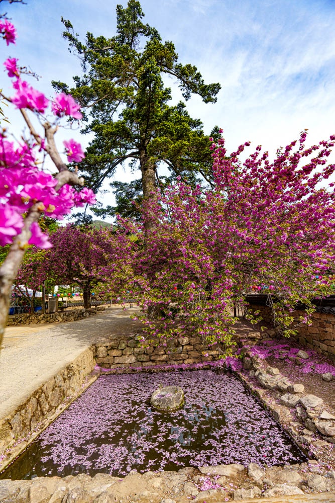 겹벚꽃 명소, 순천 선암사 겹벚꽃을 보다 16