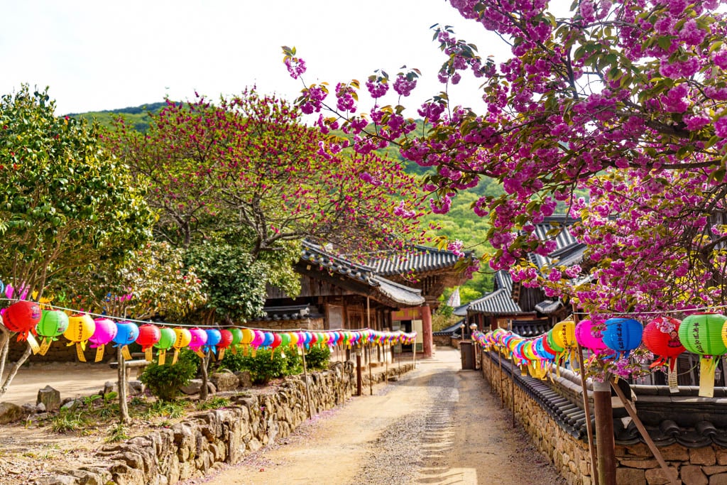 겹벚꽃 명소, 순천 선암사 겹벚꽃을 보다 24