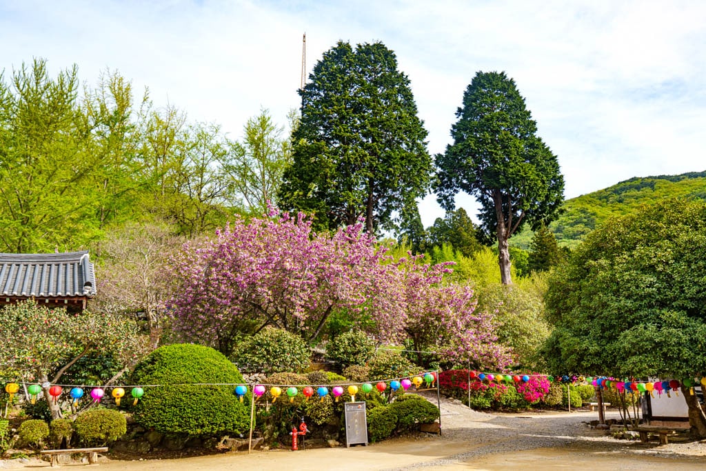 겹벚꽃 명소, 순천 선암사 겹벚꽃을 보다 23