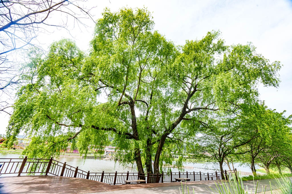 순천만정원을 다녀오다, 여유와 비전의 위대함을 느끼며 25