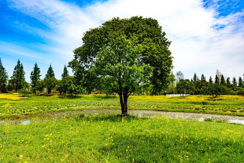 순천만정원을 다녀오다, 여유와 비전의 위대함을 느끼며 26