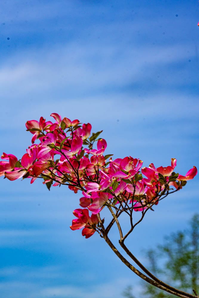 순천만정원을 다녀오다, 여유와 비전의 위대함을 느끼며 24