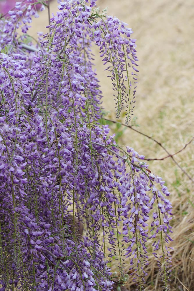 용인자작나무숲 봄꽃축제와 쿰 오케스트라 연주회 33