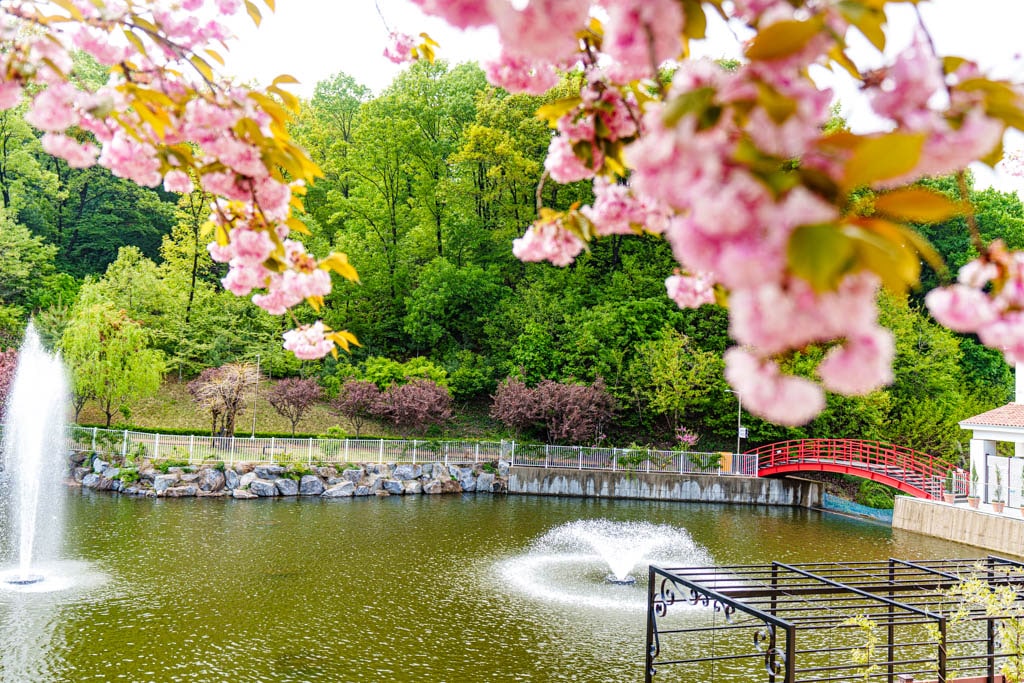 용인자작나무숲 봄꽃축제와 쿰 오케스트라 연주회 28