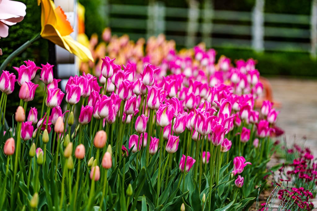 용인자작나무숲 봄꽃축제와 쿰 오케스트라 연주회 30