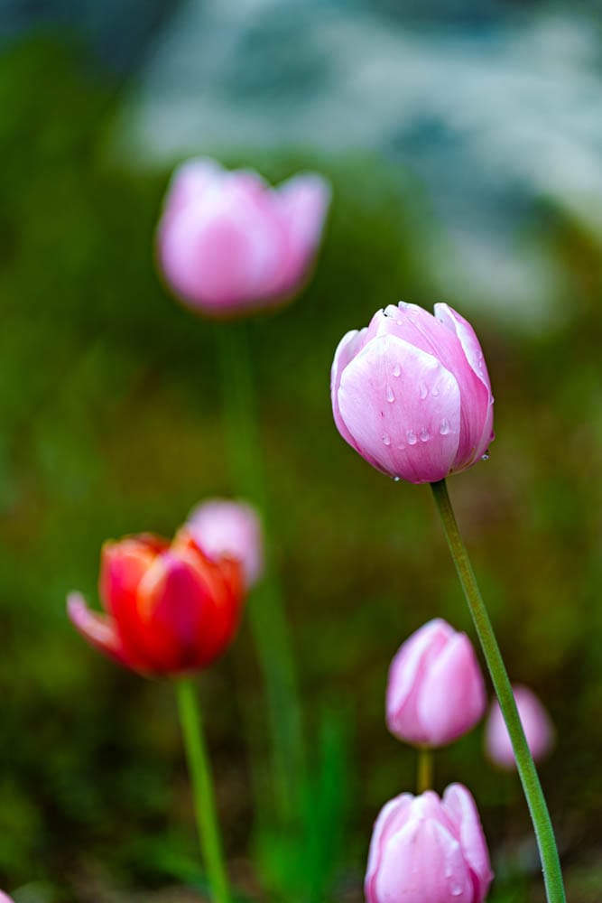 용인자작나무숲 봄꽃축제와 쿰 오케스트라 연주회 29