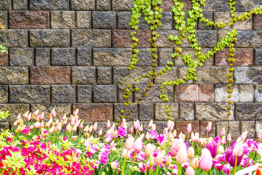용인자작나무숲 봄꽃축제와 쿰 오케스트라 연주회 32